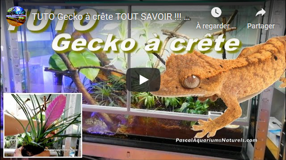 TUTO Gecko à crête TOUT SAVOIR !!!