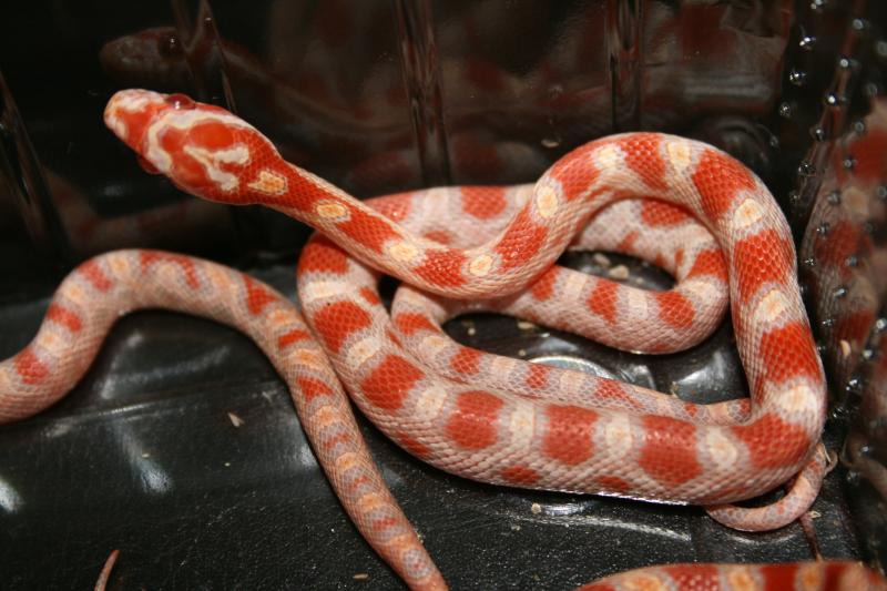 Pantherophis guttatus albinos