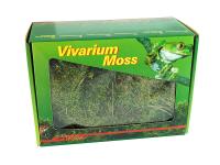 Mousse naturelle pour vivarium 150 grs
