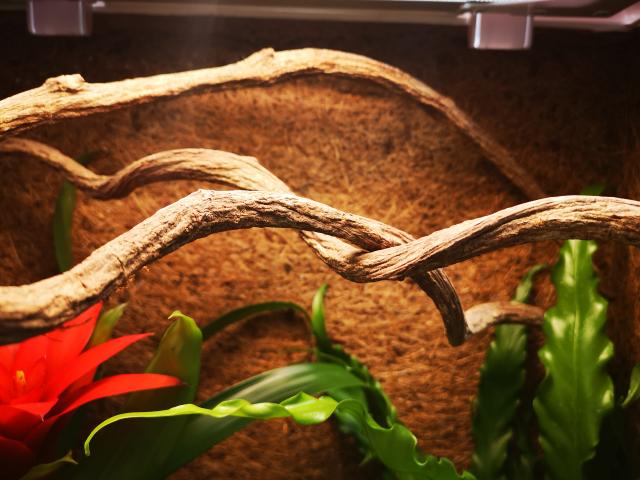 Liane naturelle 55 cm