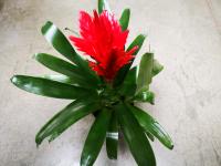 Bromeliace- vriesea 