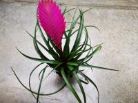 Broméliace - tillandsia anita