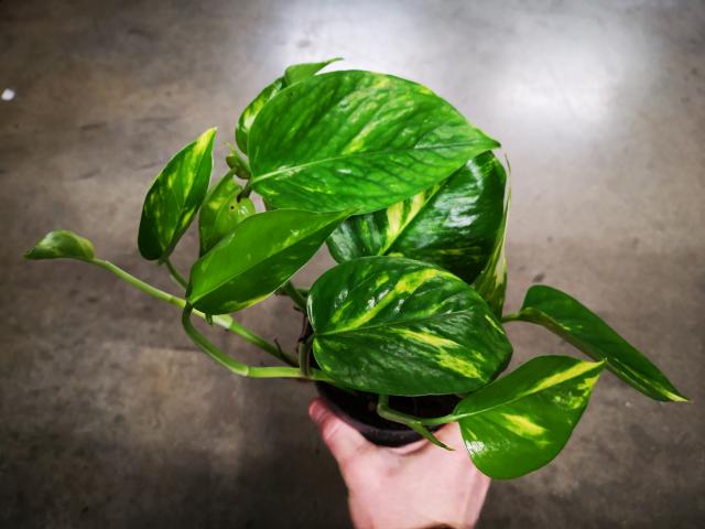 Pothos scindapsus aureus