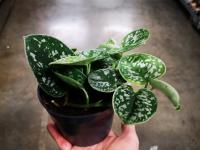 Pothos pictus pot 12