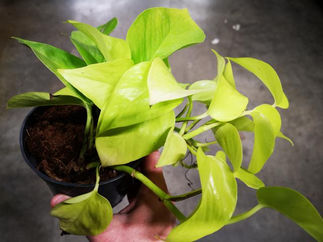 Pothos golden- DISPO EN CE MOMENT !