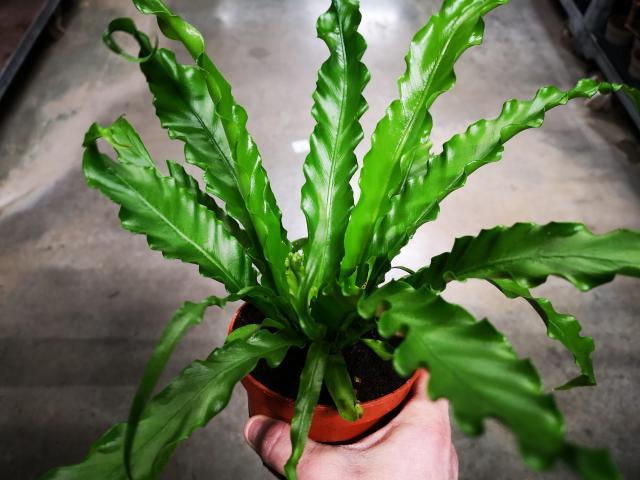 Fougère nid d'oiseau-asplenium pot 12