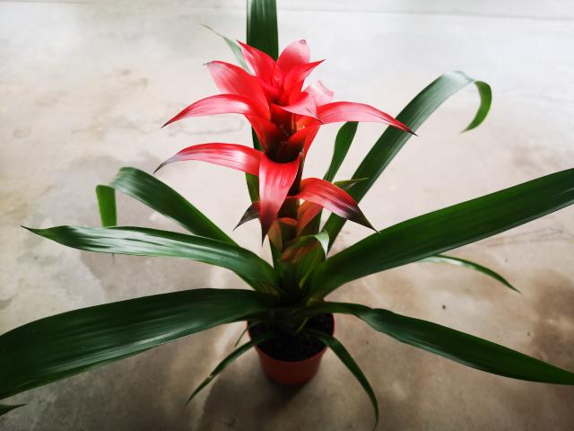 Broméliacé guzmania