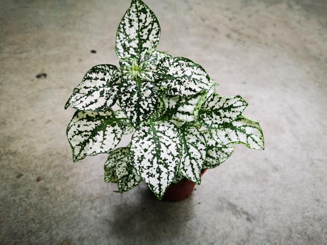 Hypoestes  pot 9