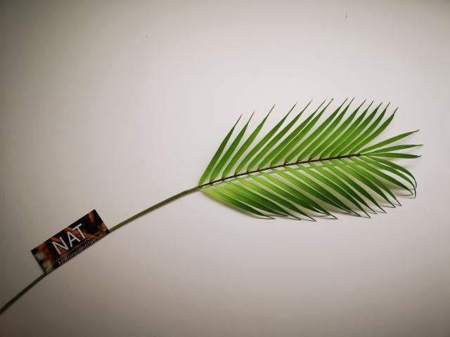 Feuille de palmier 64 cm