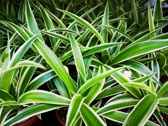 Chlorophytum pot 7 cm