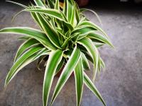 Chlorophytum pot 12 cm