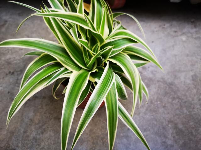 Chlorophytum pot 12 cm