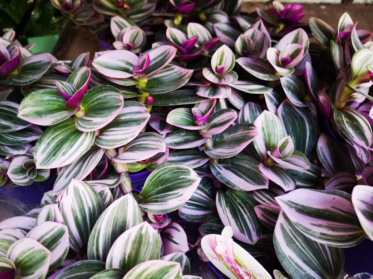 Exotenherz - fleur à trois mâts - Tradescantia Nanouk - plante d'in