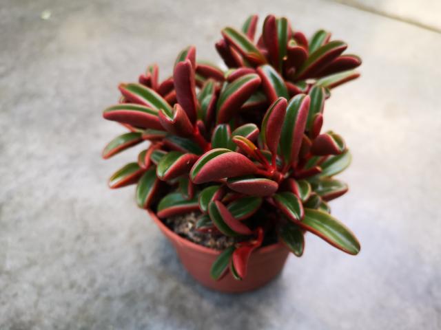 Peperomia Gravealens pot 11cm