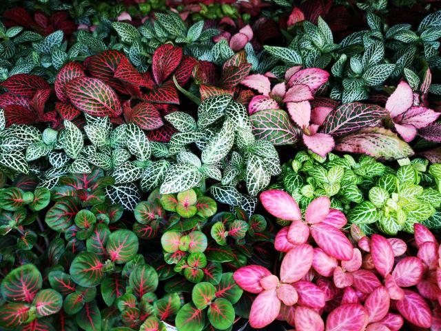 Fittonia pot 9 cm