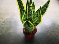 Sansevieria futura superba pot 12 cm