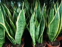 Sansevieria laurentii pot 14 cm (2)