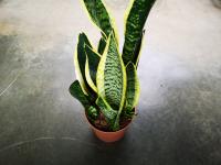 Sansevieria laurentii pot 14 cm