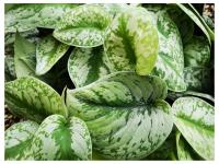 Pothos scindapsus trebie