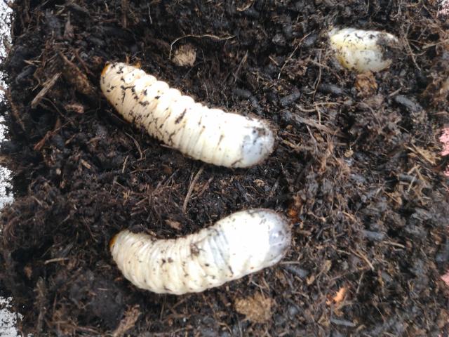 Larves de cétoines (Pachnoda marginata) RETRAIT SUR PLACE UNIQUEMENT !