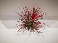 Tillandsia ionantha EN STOCK ! (2)