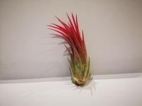 Tillandsia ionantha EN STOCK ! (3)