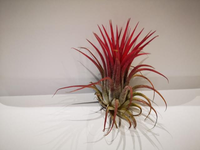 Tillandsia ionantha EN STOCK !