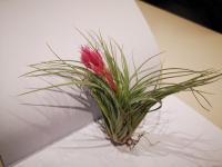 Tillandsia silver