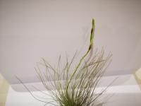 Tillandsia silver (2)