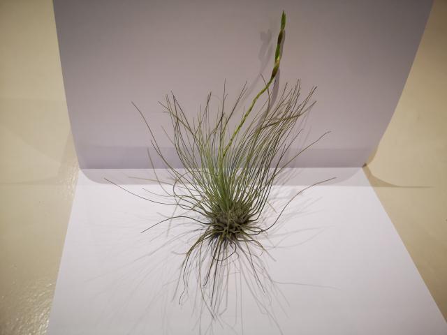 Tillandsia silver