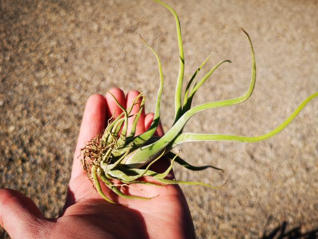 Tillandsia bulbosa