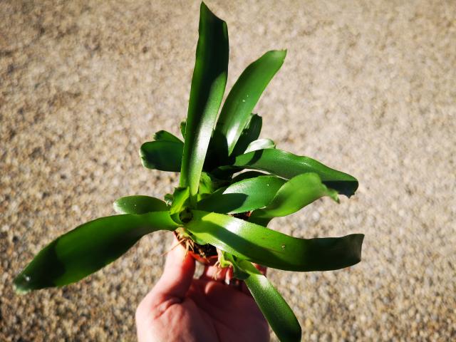 Neoregelia mini 