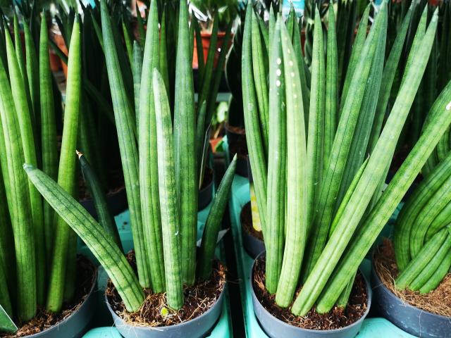 Sanseveria cylindrica Pot 9 cm