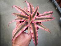 Cryptanthus bivittatus pot 9 cm