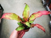 Cryptanthus strawberry flambée pot 9cm