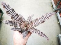 Cryptanthus zonatus pot 9 cm