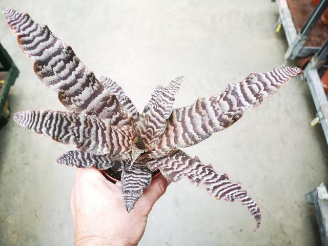 Cryptanthus zonatus pot 9 cm